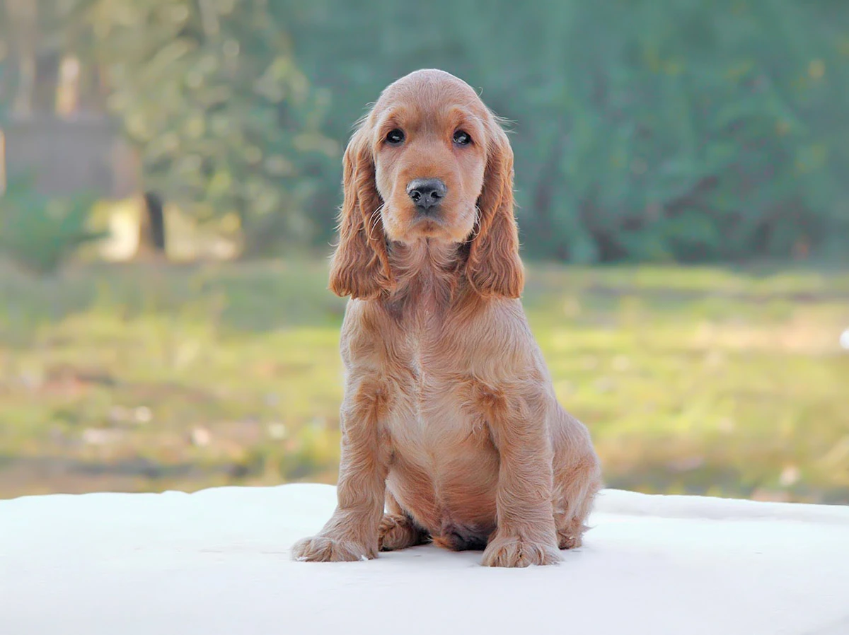 Cocker Spaniel Cuccioli
