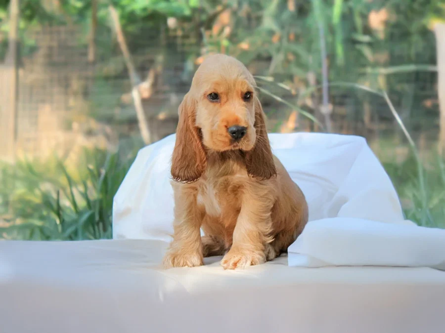 Cuccioli di Cocker in vendita