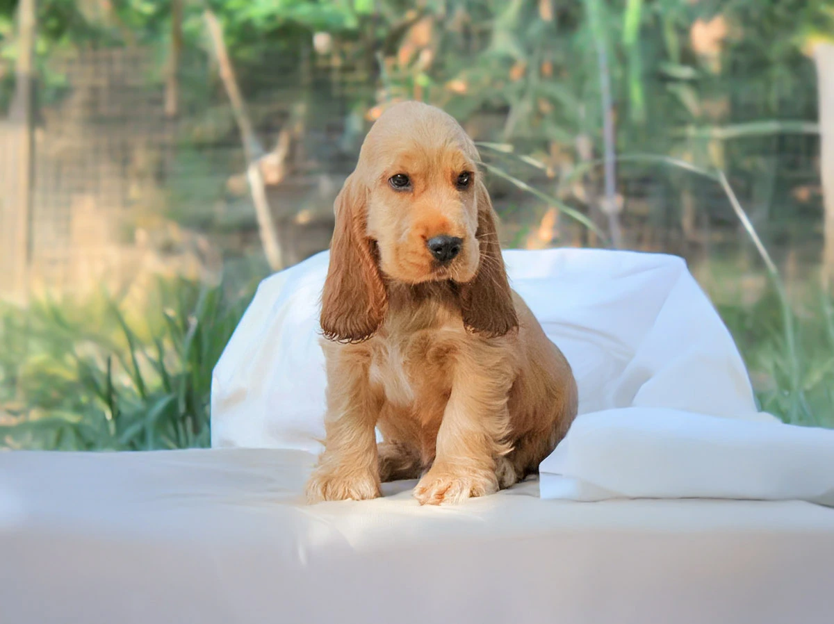 Cuccioli di Cocker in vendita