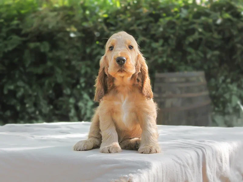Allevamento Cocker Spaniel