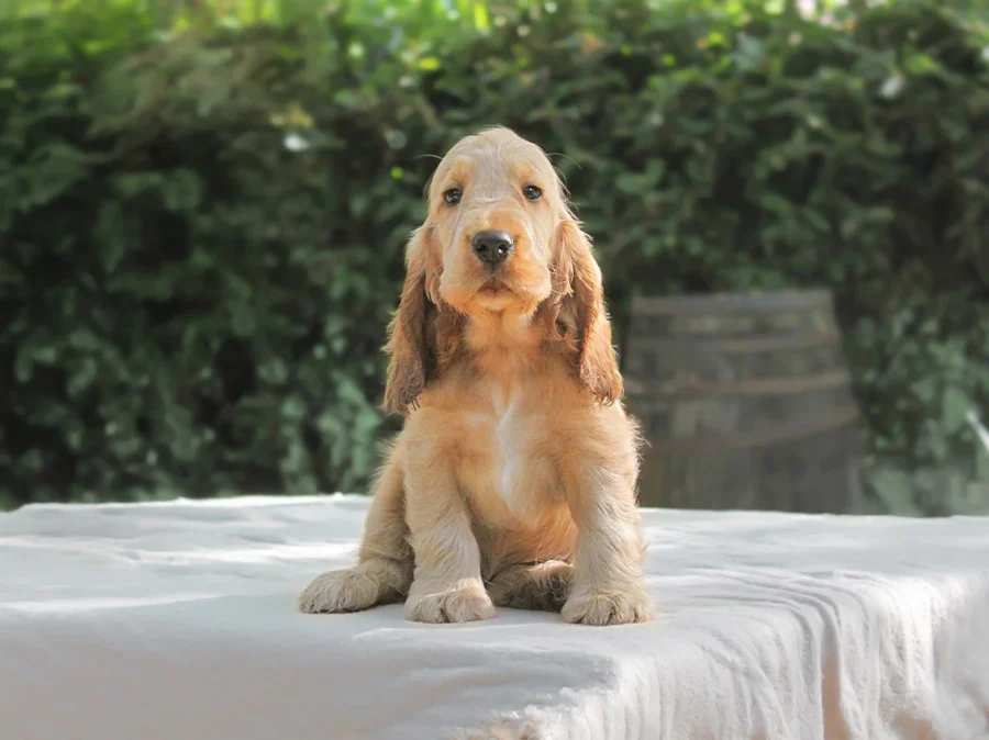 Allevamento Cocker Spaniel