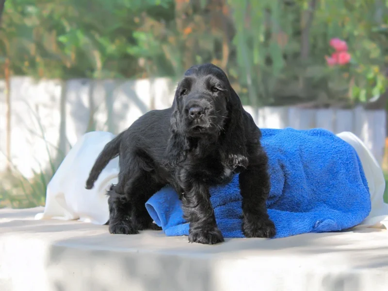 Cocker Spaniel Halvin1
