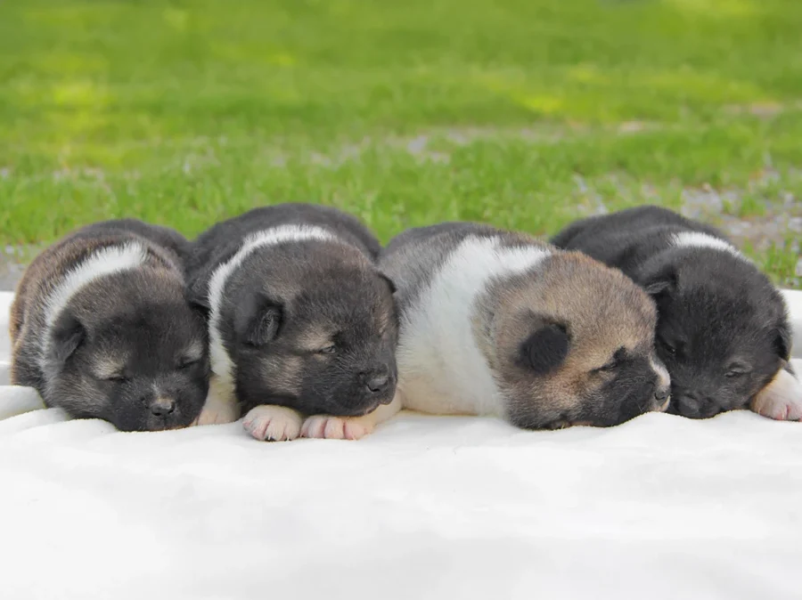 Allevamento Akita