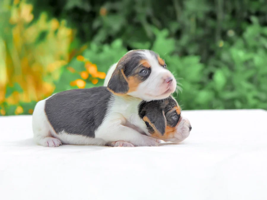 Allevamento Beagle
