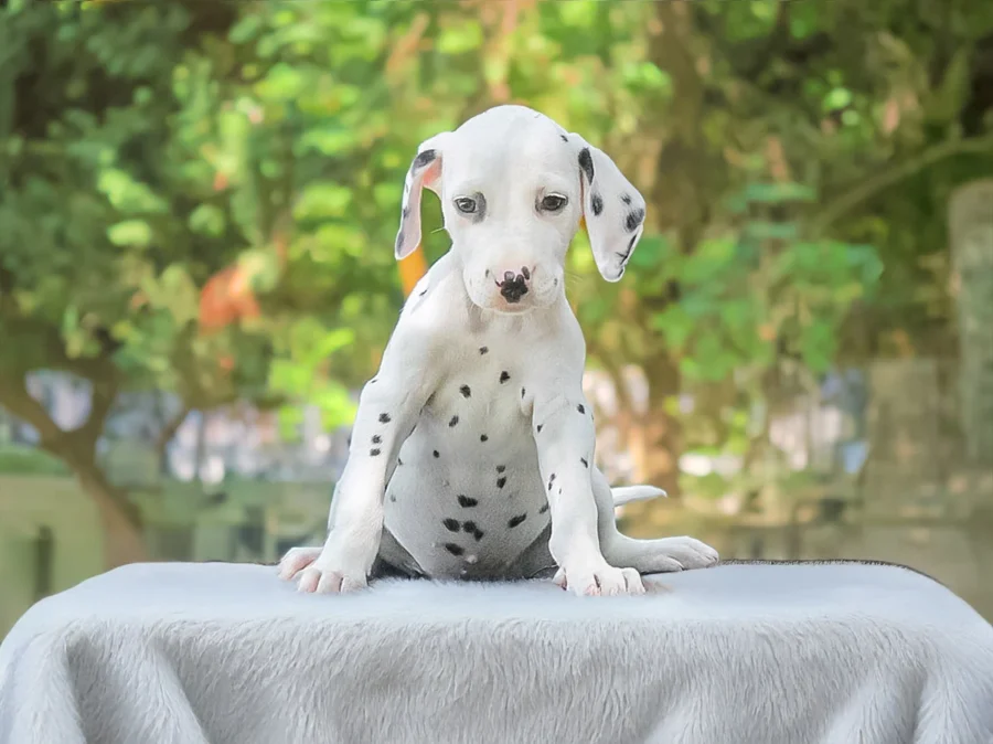 Dalmata Ariella1