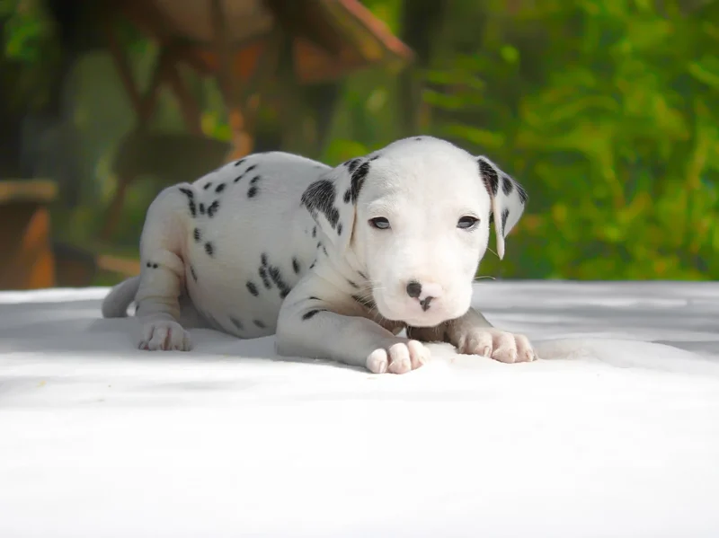 Dalmata Bolt1