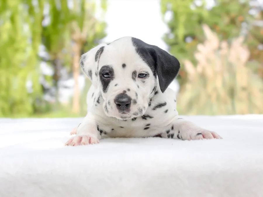 Dalmata Bovo1