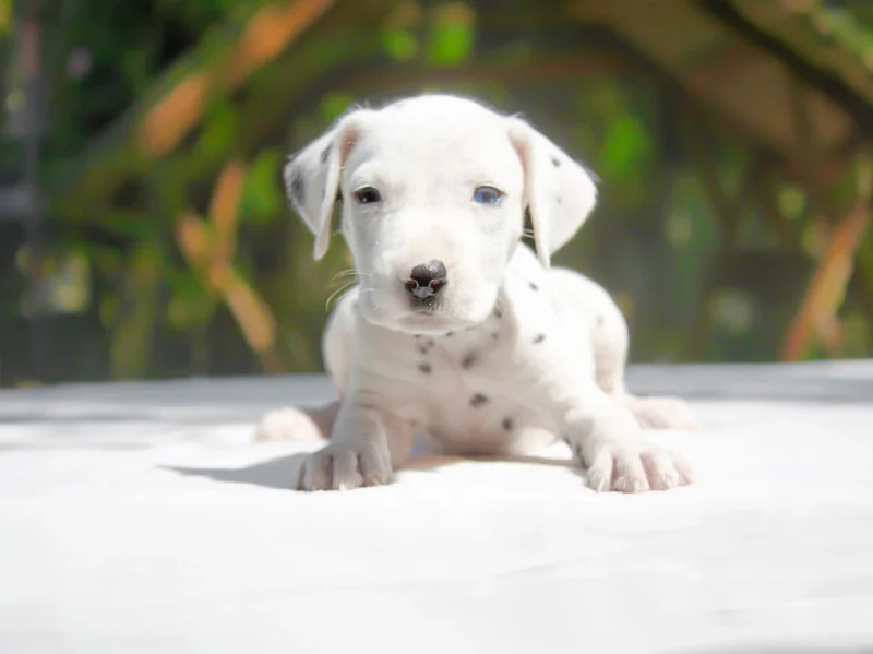Dalmata Briana