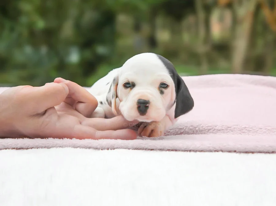 Dalmata Dafne1