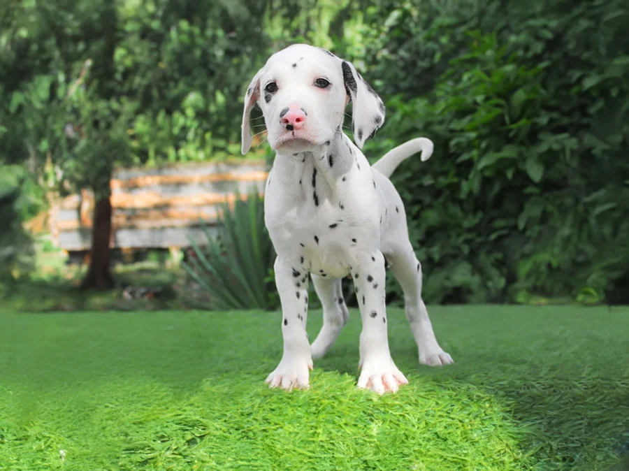 Dalmata Dida1