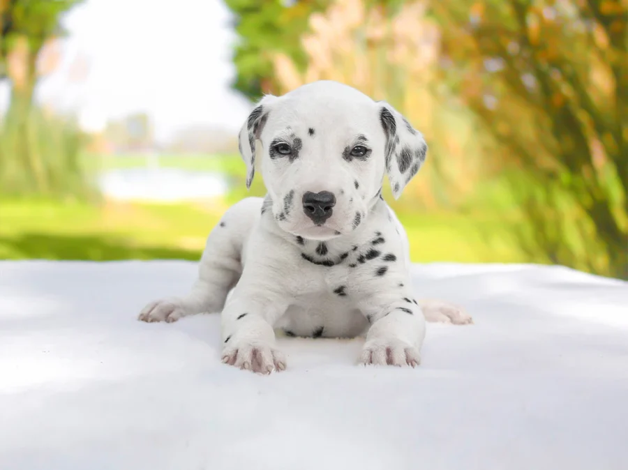 Dalmata Helga1