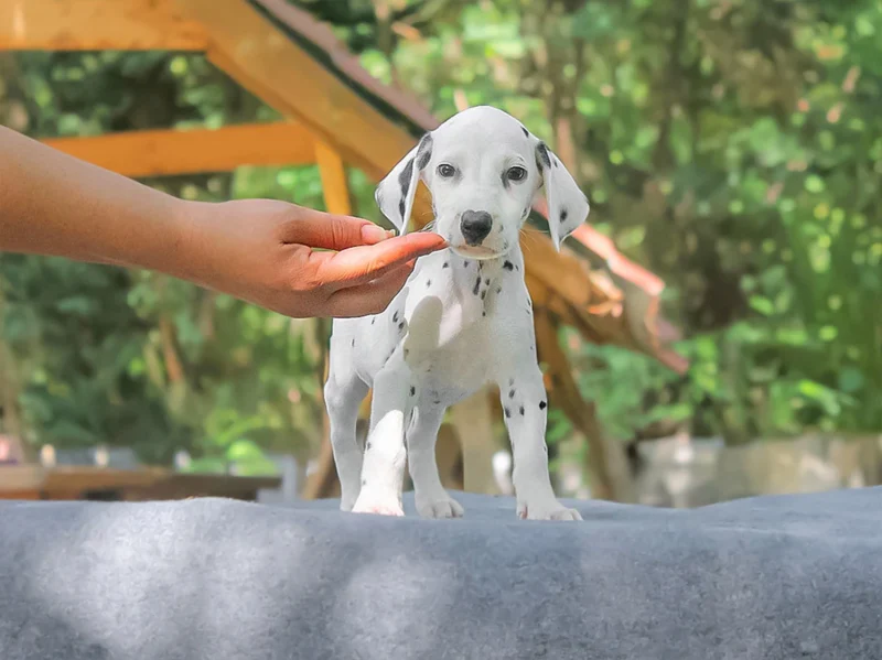 Dalmata Henry1