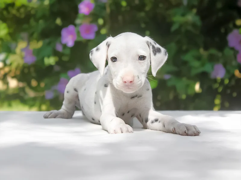 Dalmata Hodo1