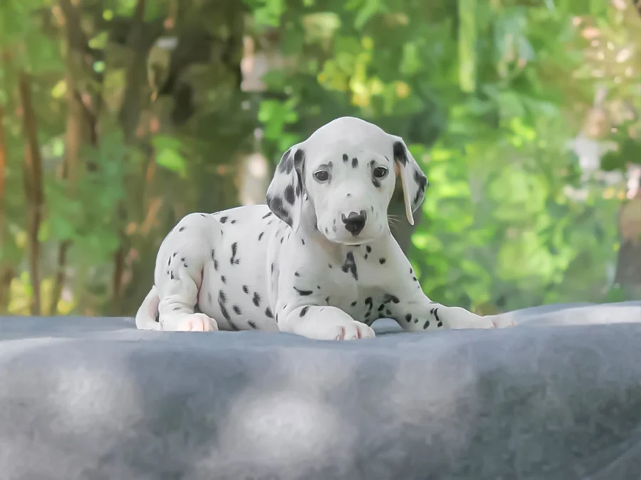Dalmata Homer1