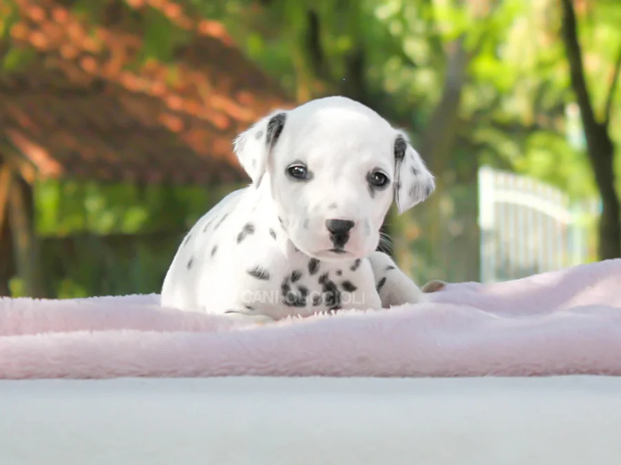 Dalmata Linda1