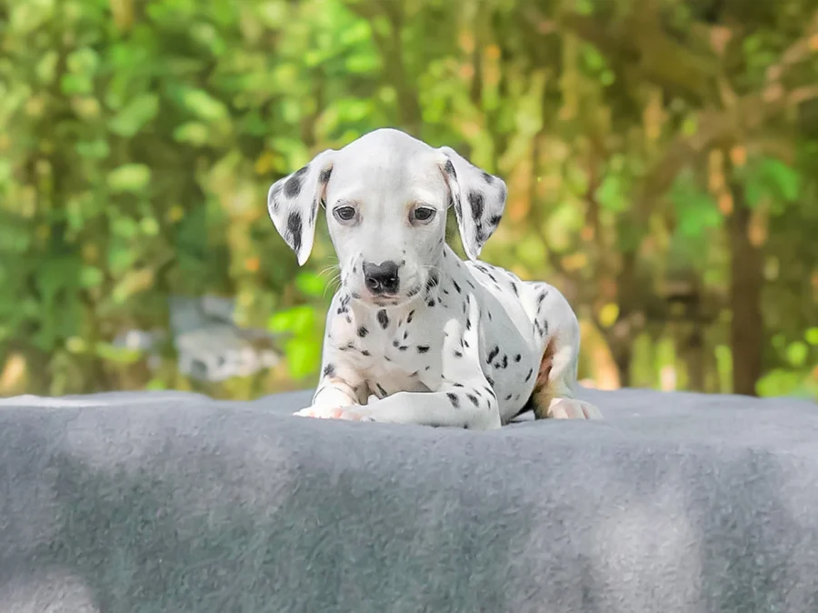 Dalmata Lion1