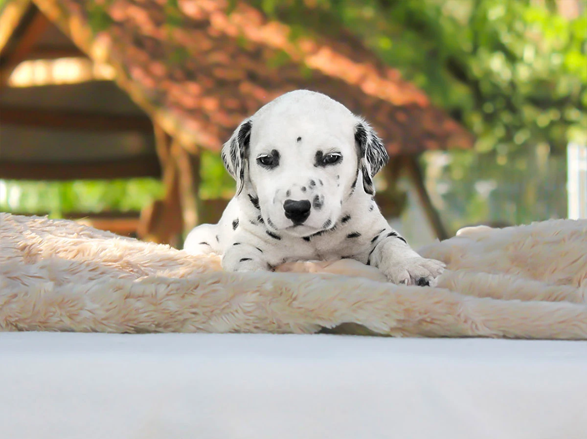 Vendita Cuccioli di Dalmata