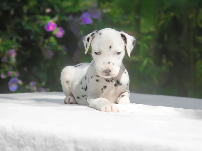 Dalmata Max4