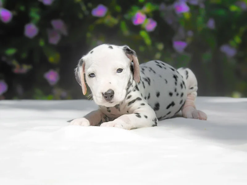 Dalmata Mira1