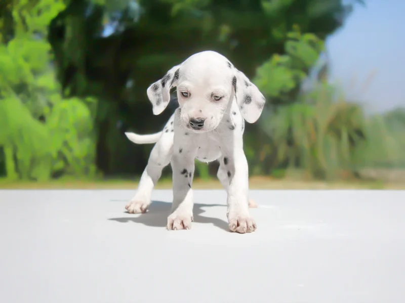 Dalmata Nimya1