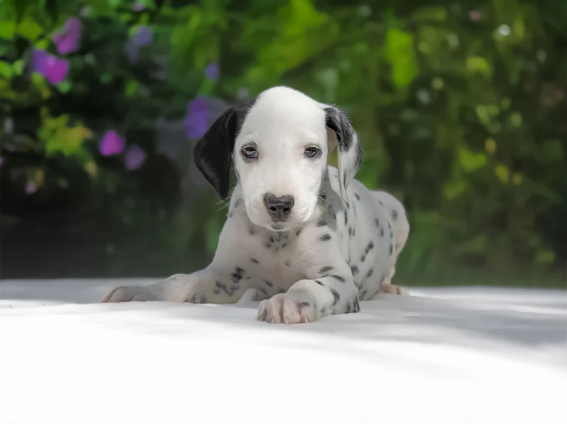 Dalmata Nya1
