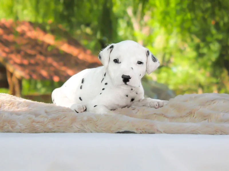 Dalmata Pinto1