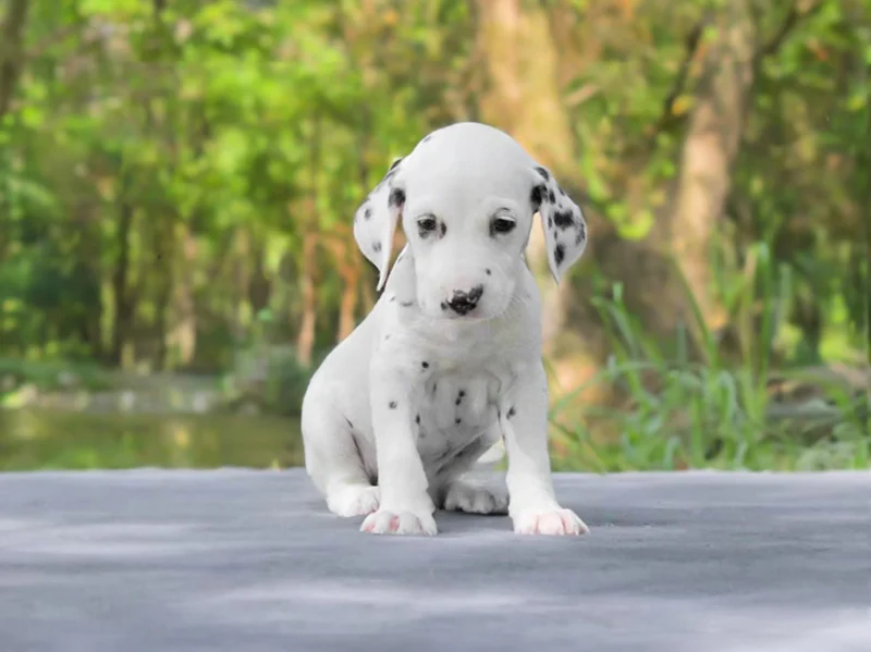 Dalmata Scott