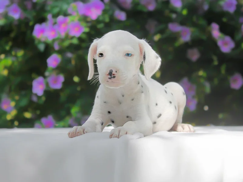 Dalmata Wanda1