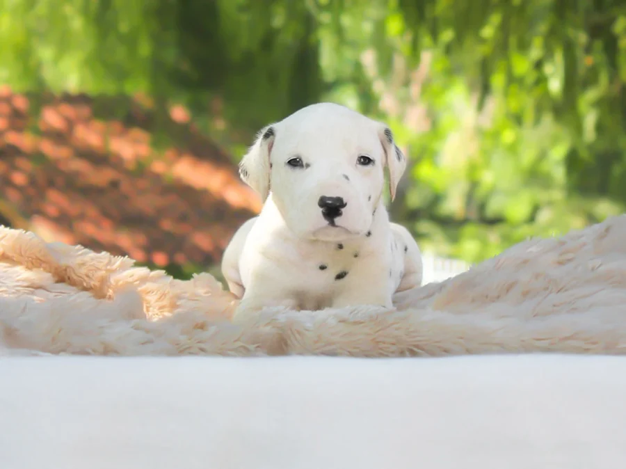 Dalmata Willie1