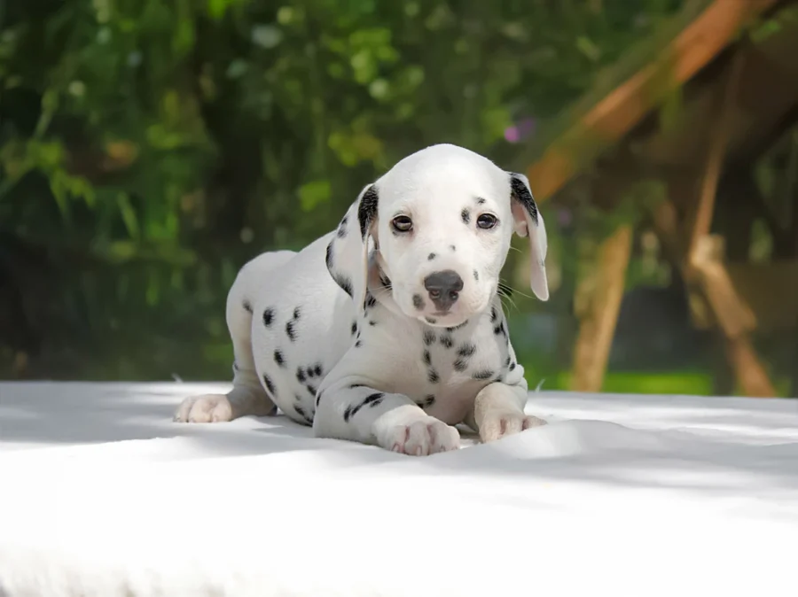 Dalmata Yara1