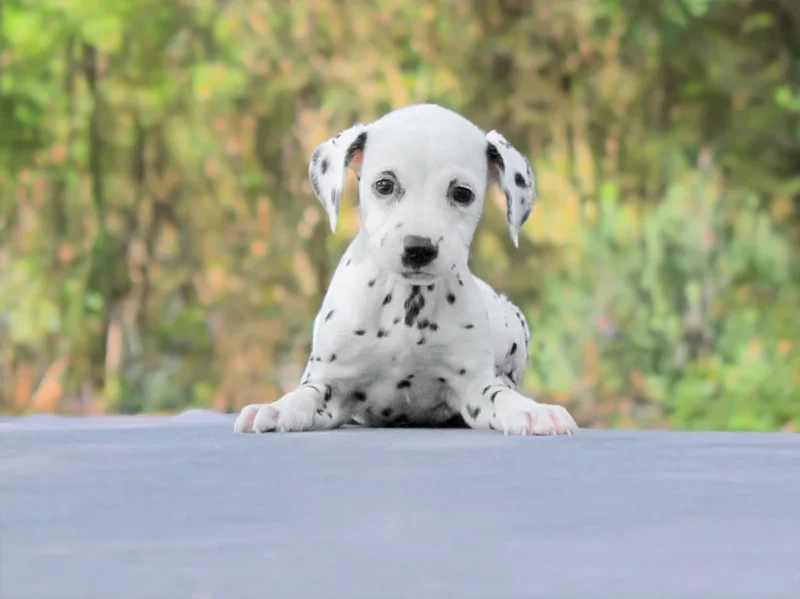 Dalmata Zara1