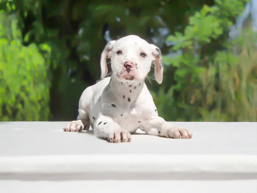 Dalmata Zaria1