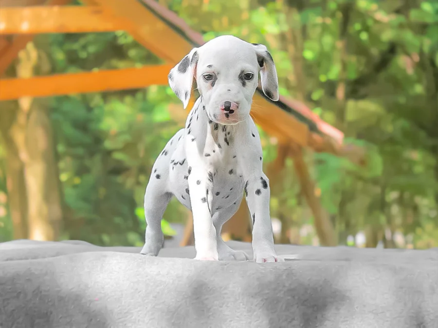 Dalmata Briciola1