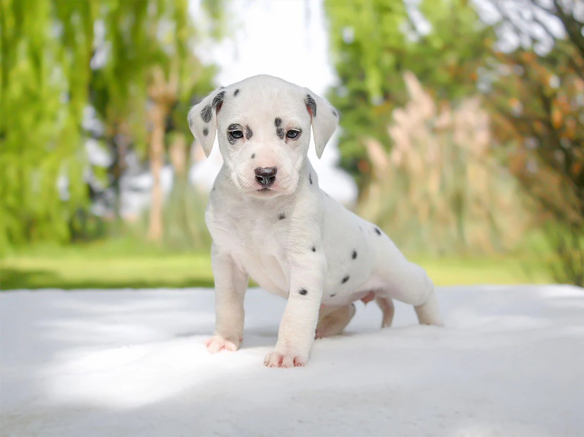 Dalmata in vendita a Milano