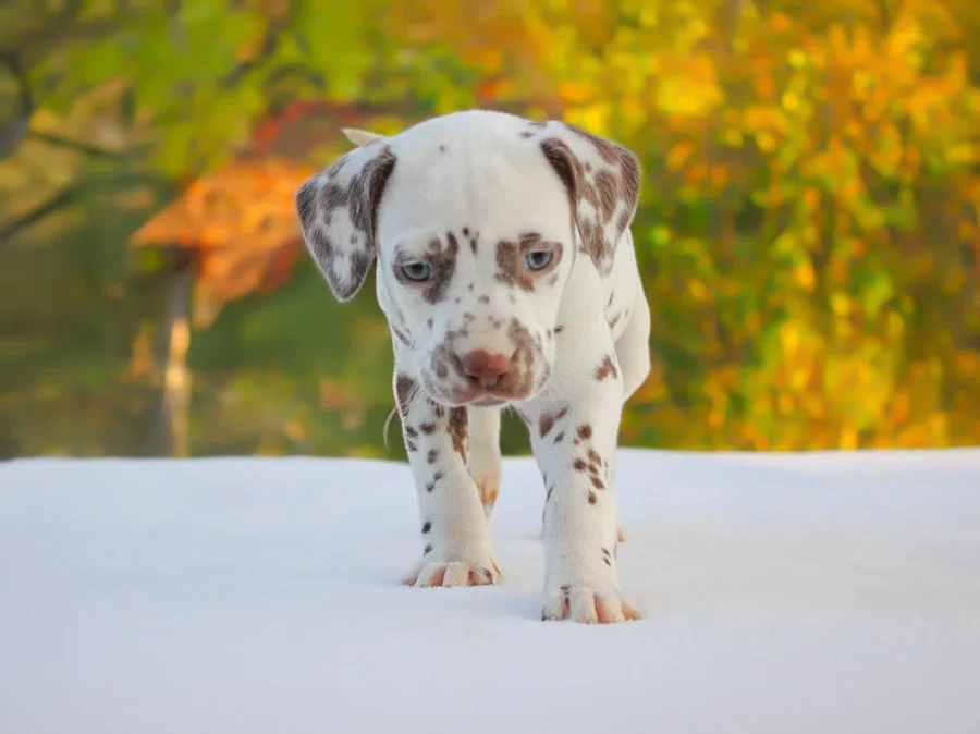 Dalmata Margoo