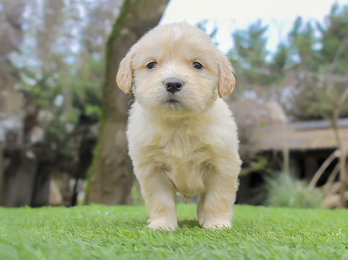 Allevamento Golden Retriever