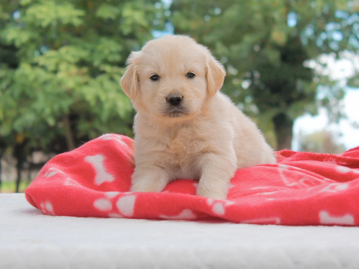 Prenota la tua razza