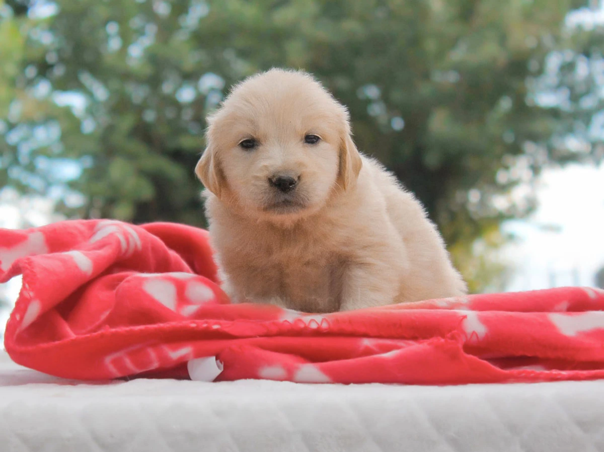 Cuccioli di Golden Retriever in vendita