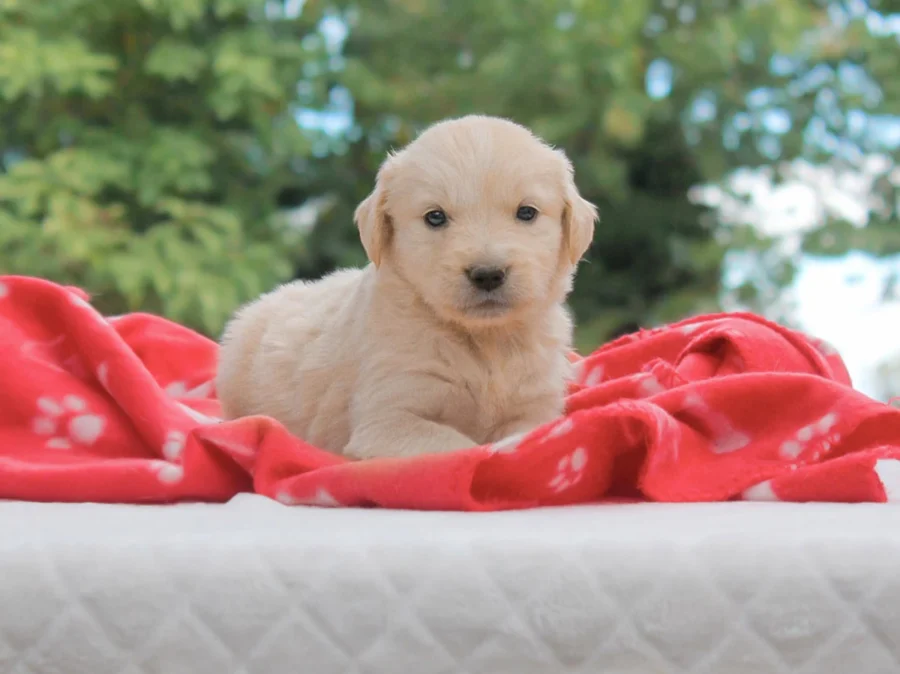 Golden Millie1