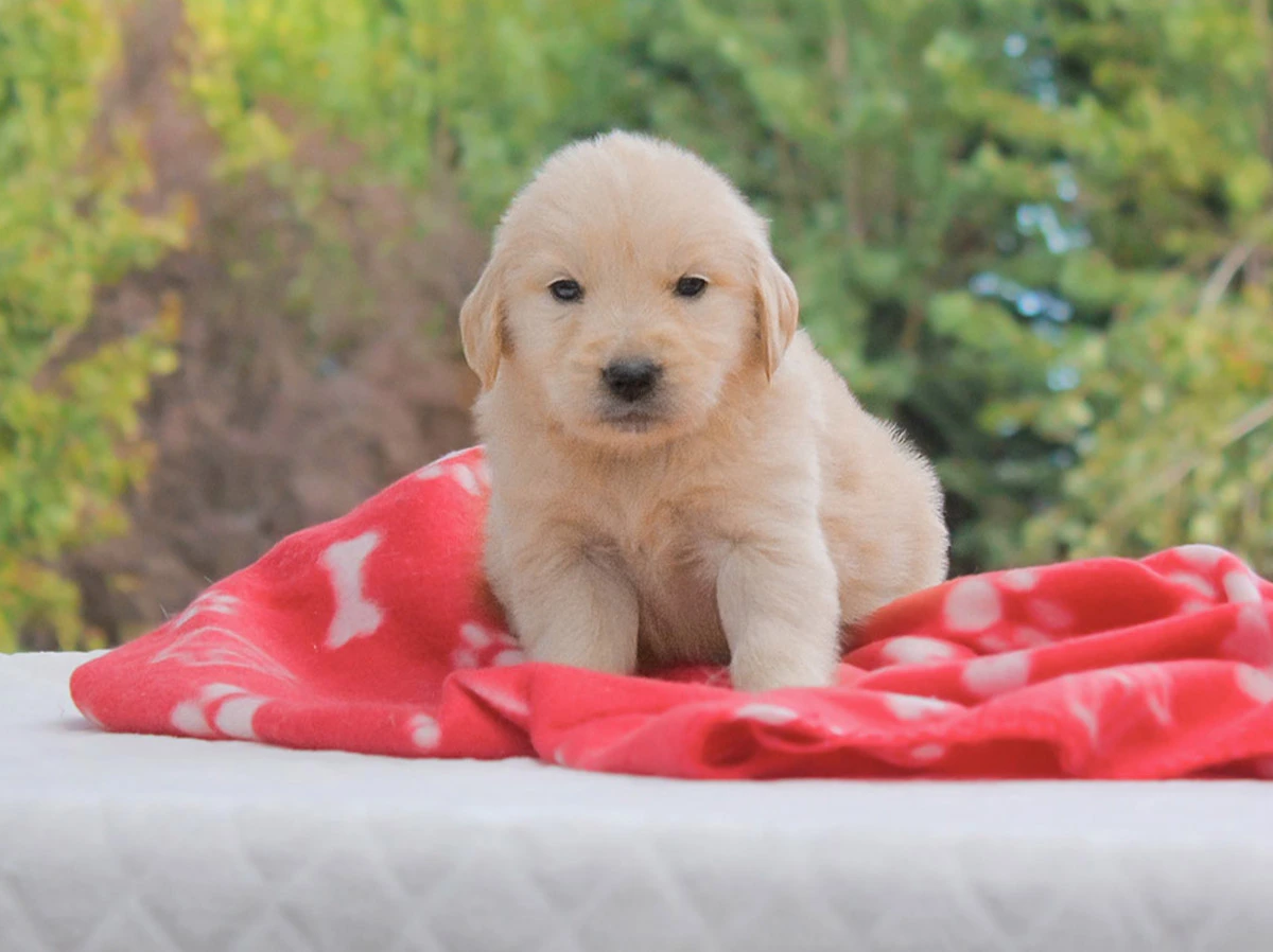 Golden Retriever Milano