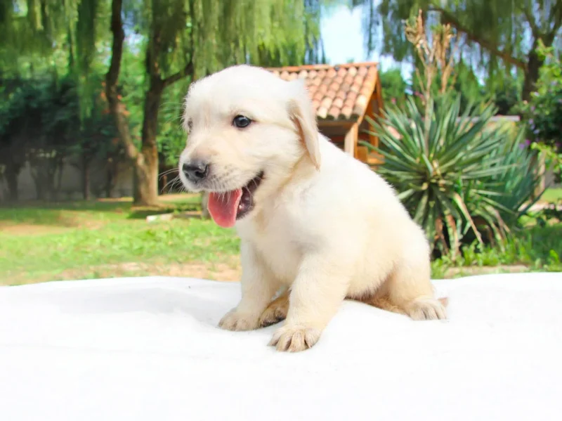 Golden Guss