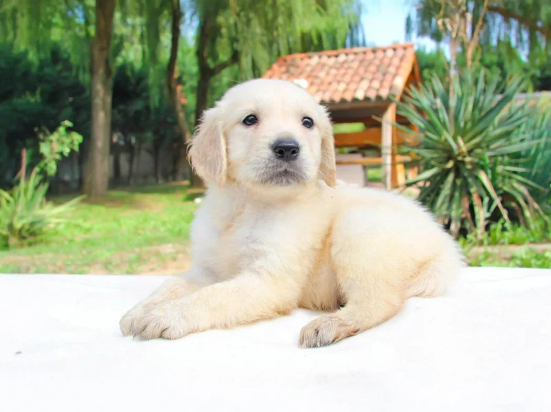 Golden Thiago