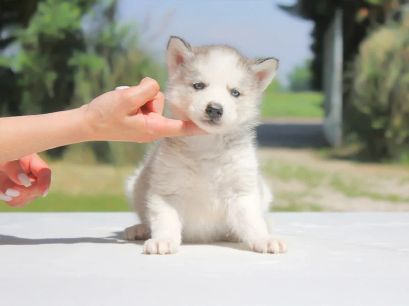 Husky Alya1