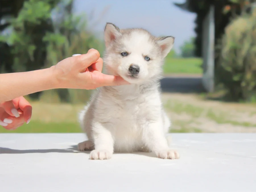 Husky Alya1