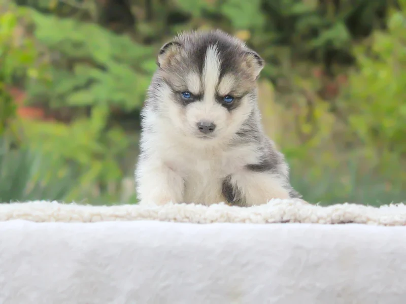 Husky Anker1