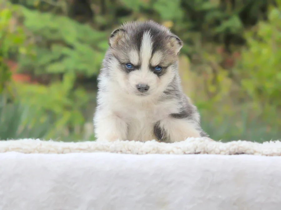 Husky Anker1