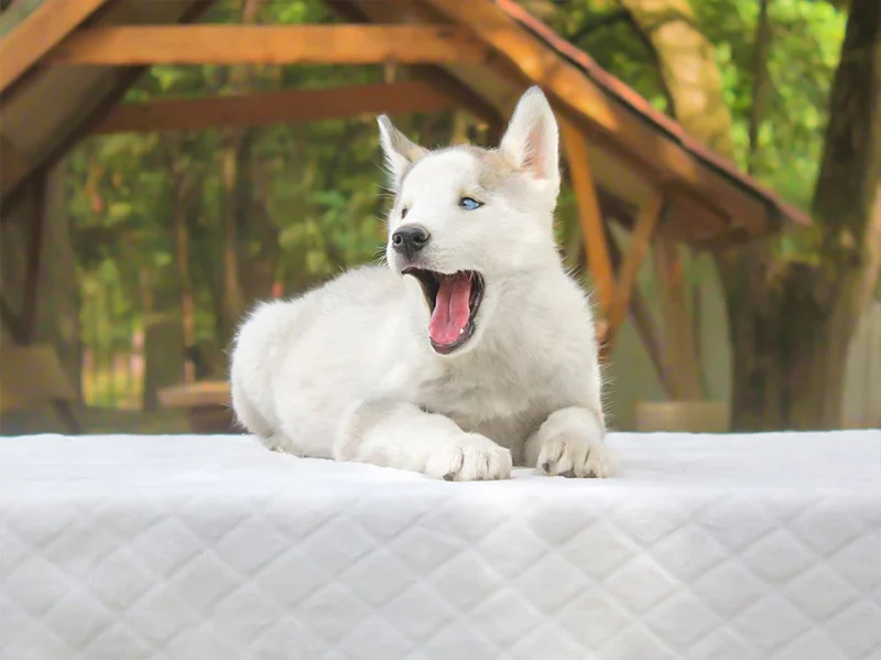 Husky Aragon1