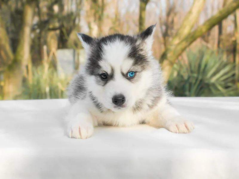 Husky Boone1