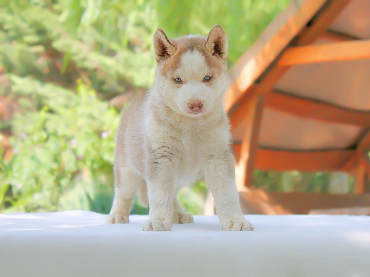 Vendita cuccioli husky