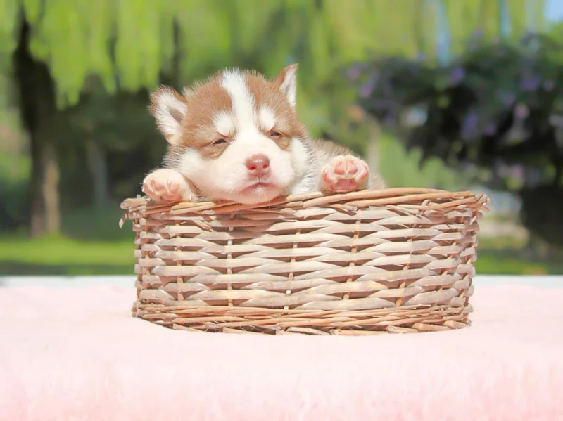 Husky Diana1